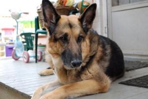 A German Shepherd lays down on our back porch.