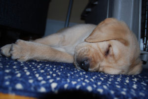 A yellow Labrador sleeps on a blue-and-white carpet. 