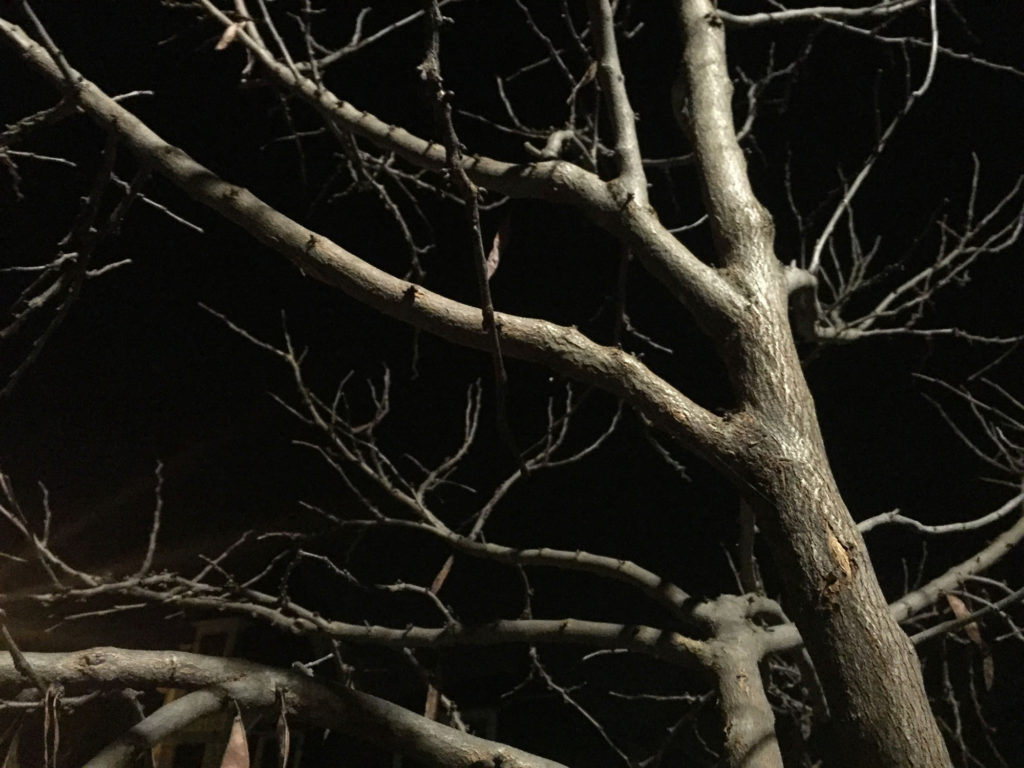 Pale white/grey tree branches stretch against the darkness.