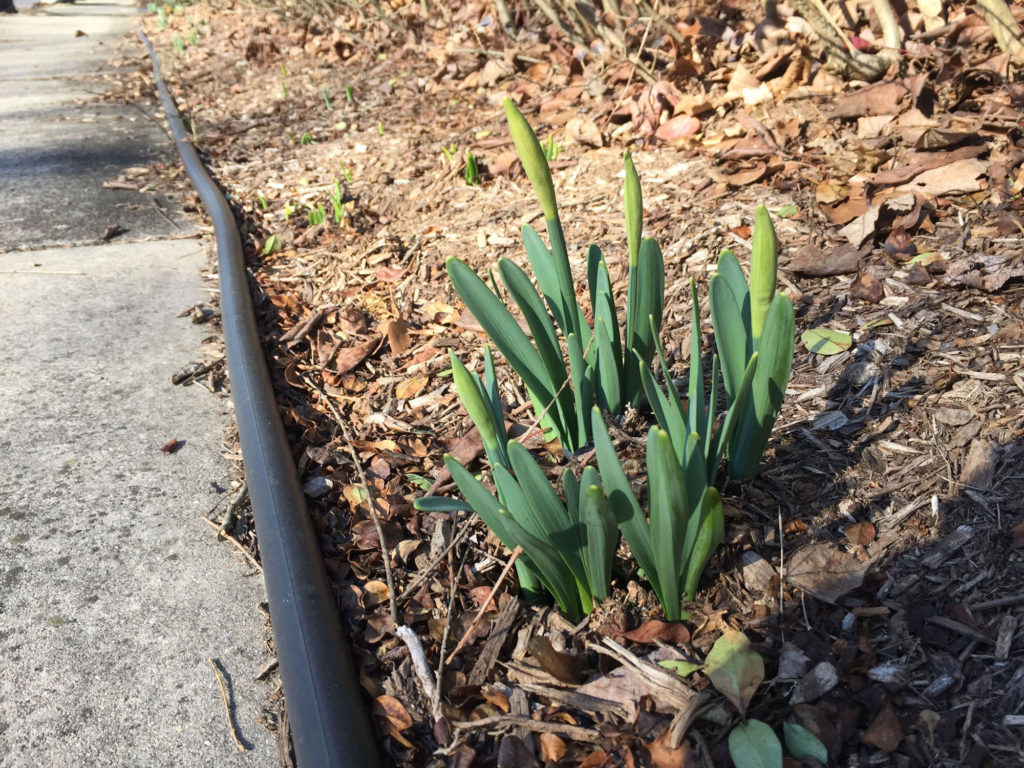 A cluster of daffodils grows along side a sidewalk.