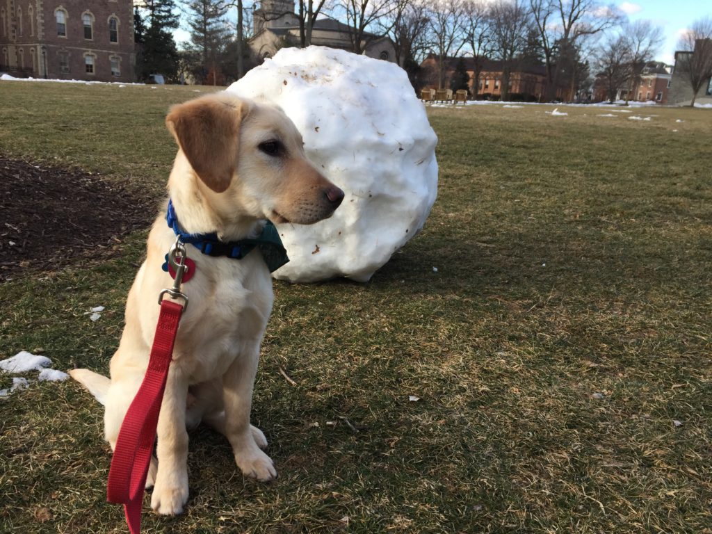 A yellow Labrador puppy sits in front of a snow boulder as big as himself. The snowball rests on the grass of a field.