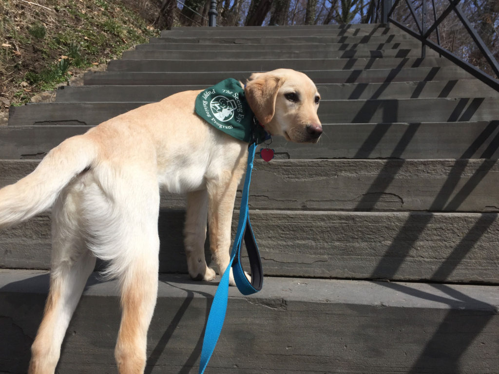 A yellow Labrador Retriever/Golden Retriever mix stands on stone stairs. He's wearing a green Seeing Eye bandana.