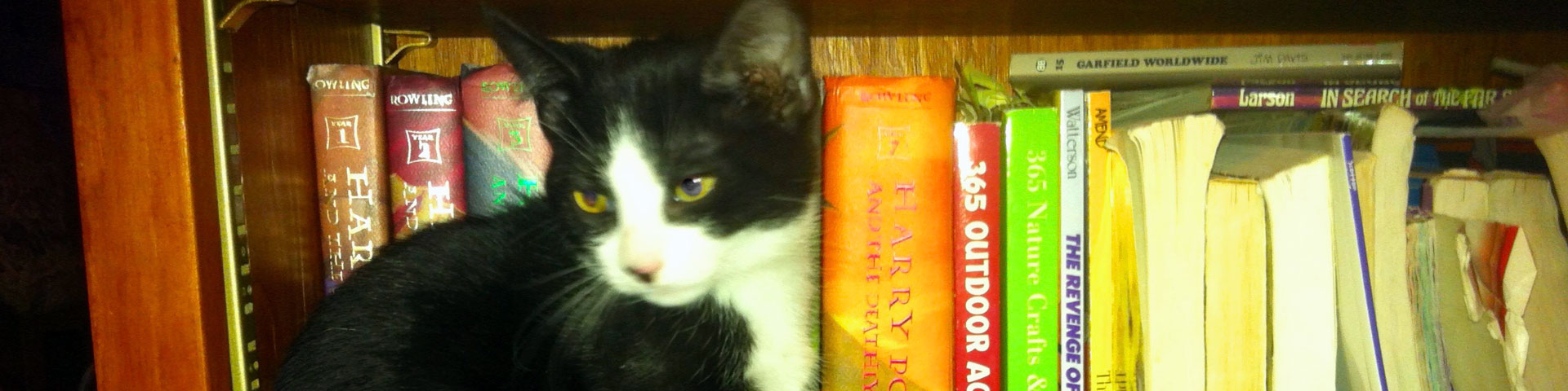 A black-and-white kitten sits on a bookshelf.