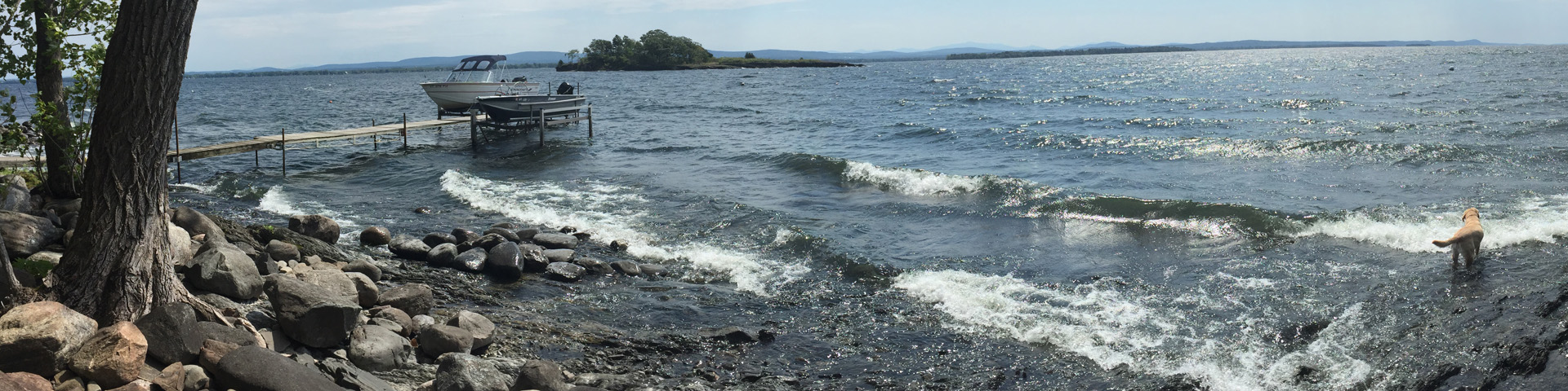 The waves roll in on Lake Champlain. A yellow Labrador Retriever stands in the waves; an island appears in the distance.