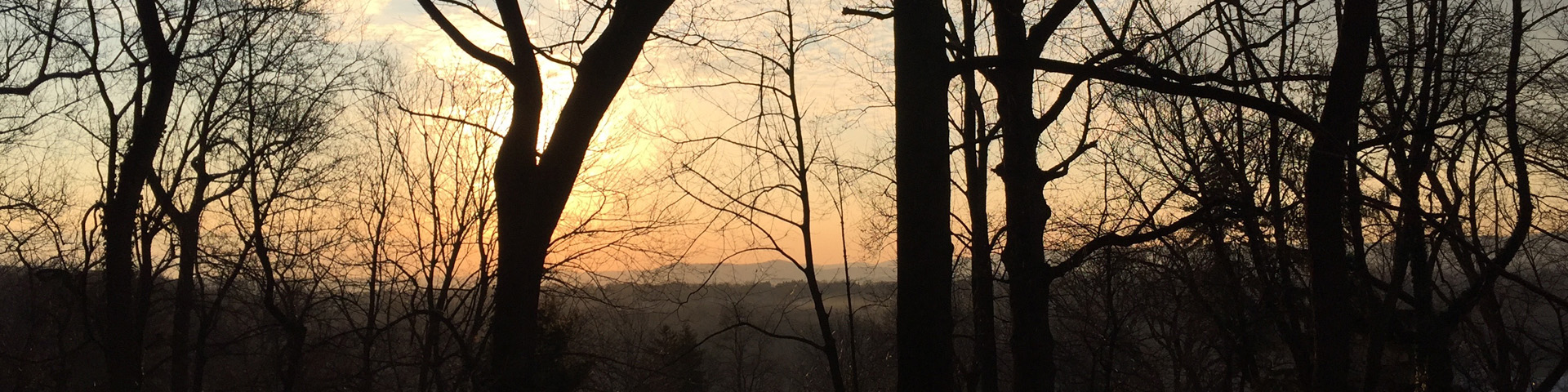 Leave-less spring trees stand backlit against a subdued morning sunrise of light oranges and yellows.