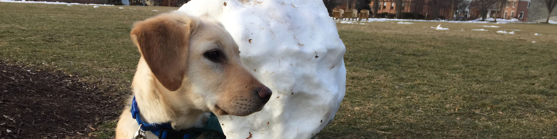 A yellow Labrador puppy sits in front of a snow boulder as big as himself. The snowball rests on the grass of a field.