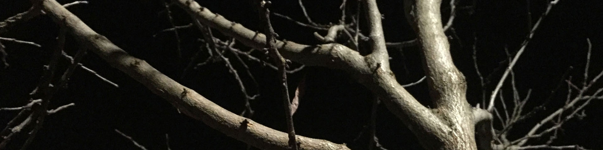 Pale white/grey tree branches stretch against the darkness.