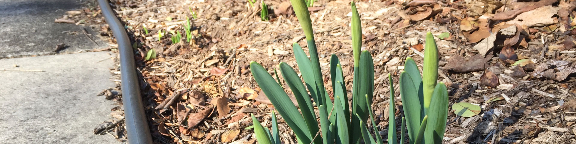 A cluster of daffodils grows along side a sidewalk.