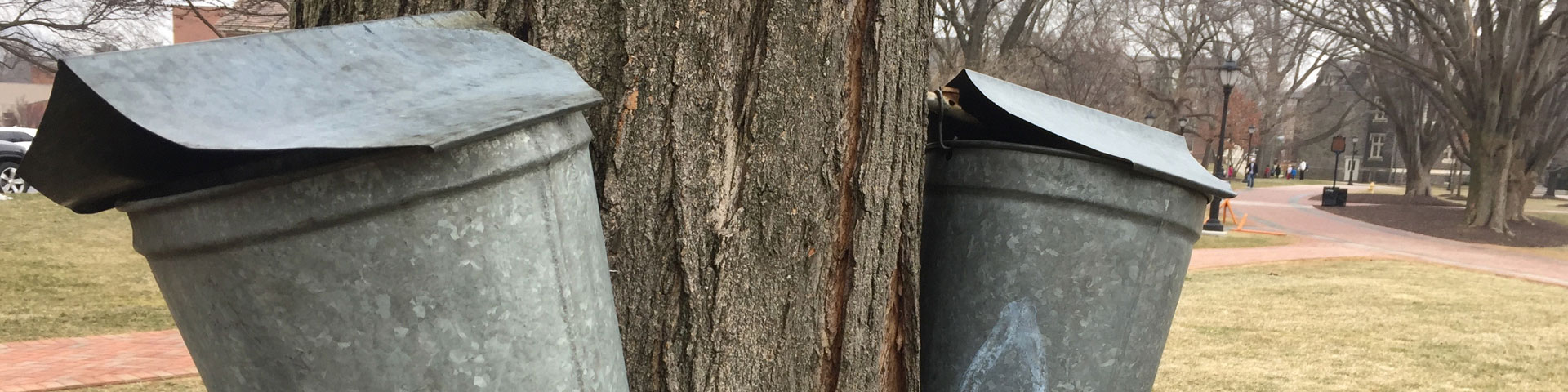 Two steel buckets hang from a maple tree.