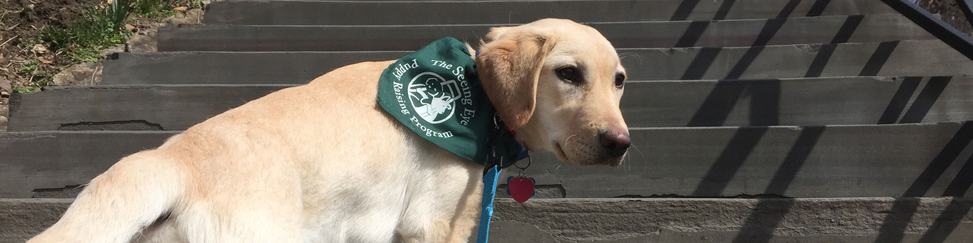 A yellow Labrador Retriever/Golden Retriever mix stands on stone stairs. He's wearing a green Seeing Eye bandana.