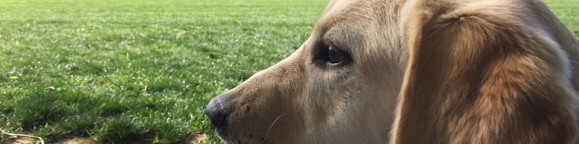 A yellow Labrador retriever puppy looks out on a green field.