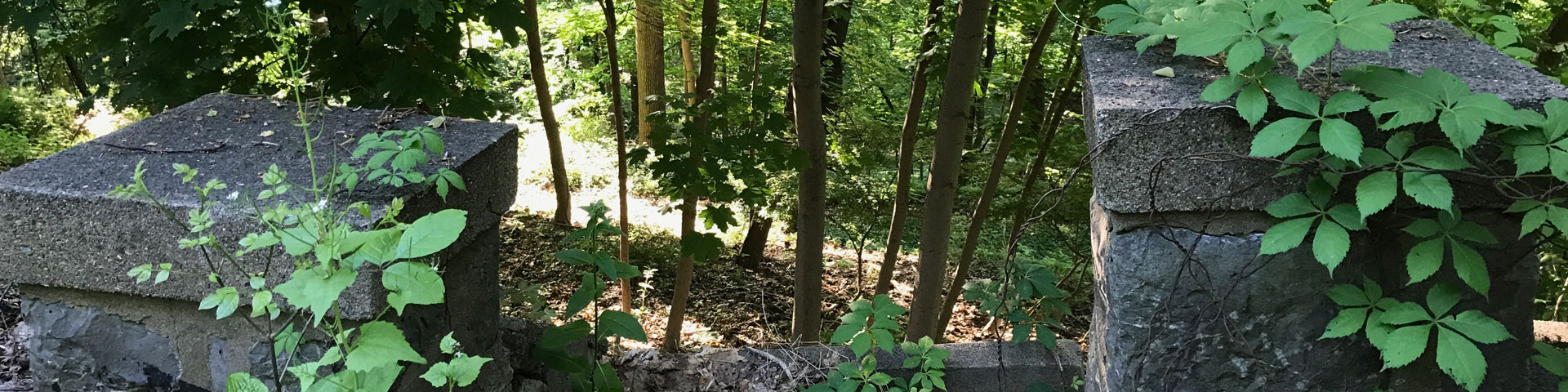 A stone staircase leads to a forested hill.