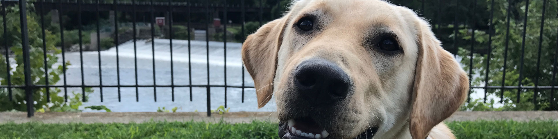 A photo of a yellow Labrador puppy looking at the camera. A river flows in the background.