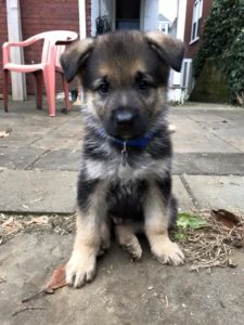 A black-and-tan male German Shepherd puppy.