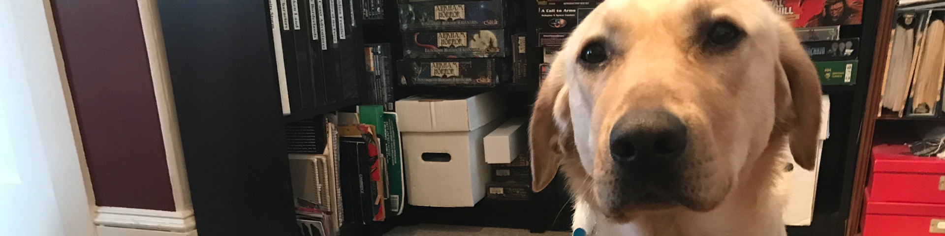 A yellow Labrador Retriever in front of a bookshelf filled with role-playing game books and board games.