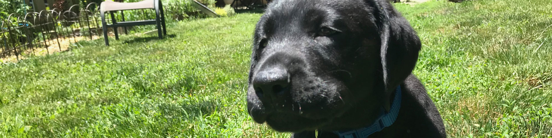 A black Labrador Retriever retriever sits on green grass.