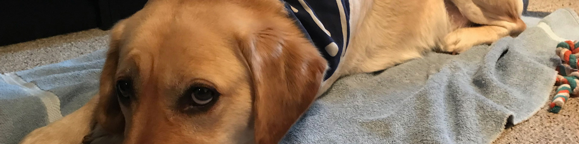 Hank, a yellow lab, lies on the floor, looking at the camera.