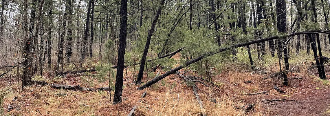 A pair of rail road ties heads toward blackened trees. Golden grass fills the lower portion of the photo, while the top is dominated by the light green of new growth