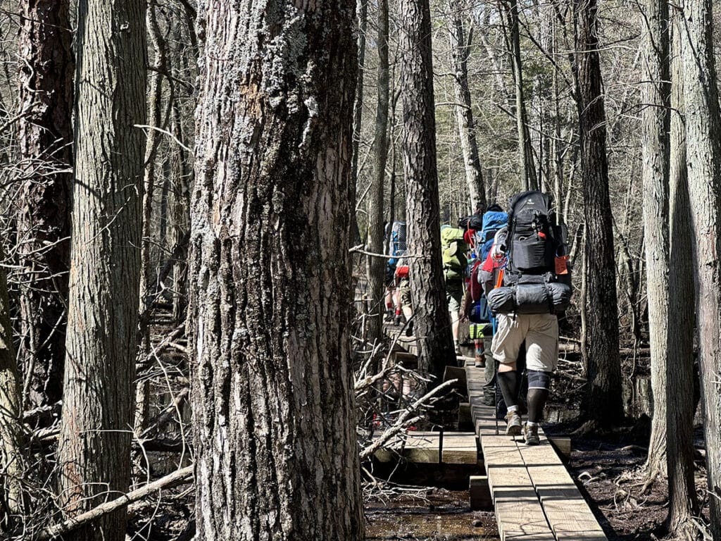 A handful of backpackers walk on planks through pine treess.