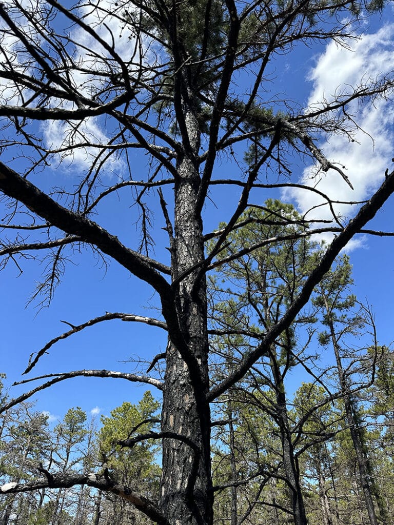 A large, burned pine tree, with blue sky behind it.