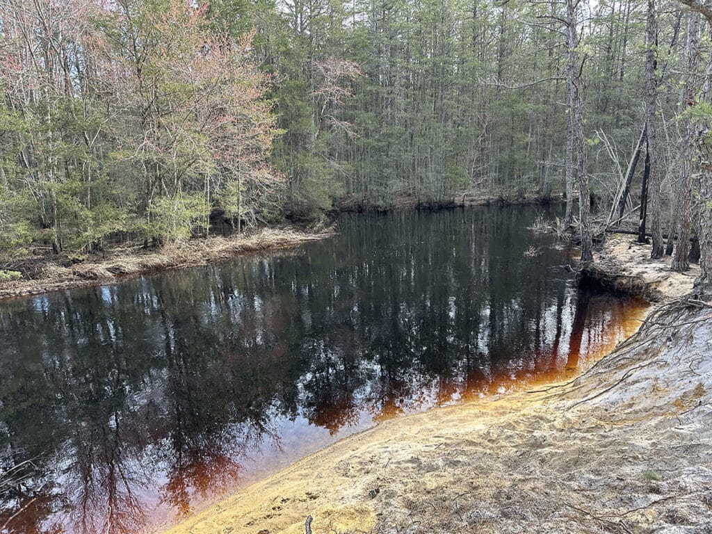 A brown-tinted river, bordered by pine trees